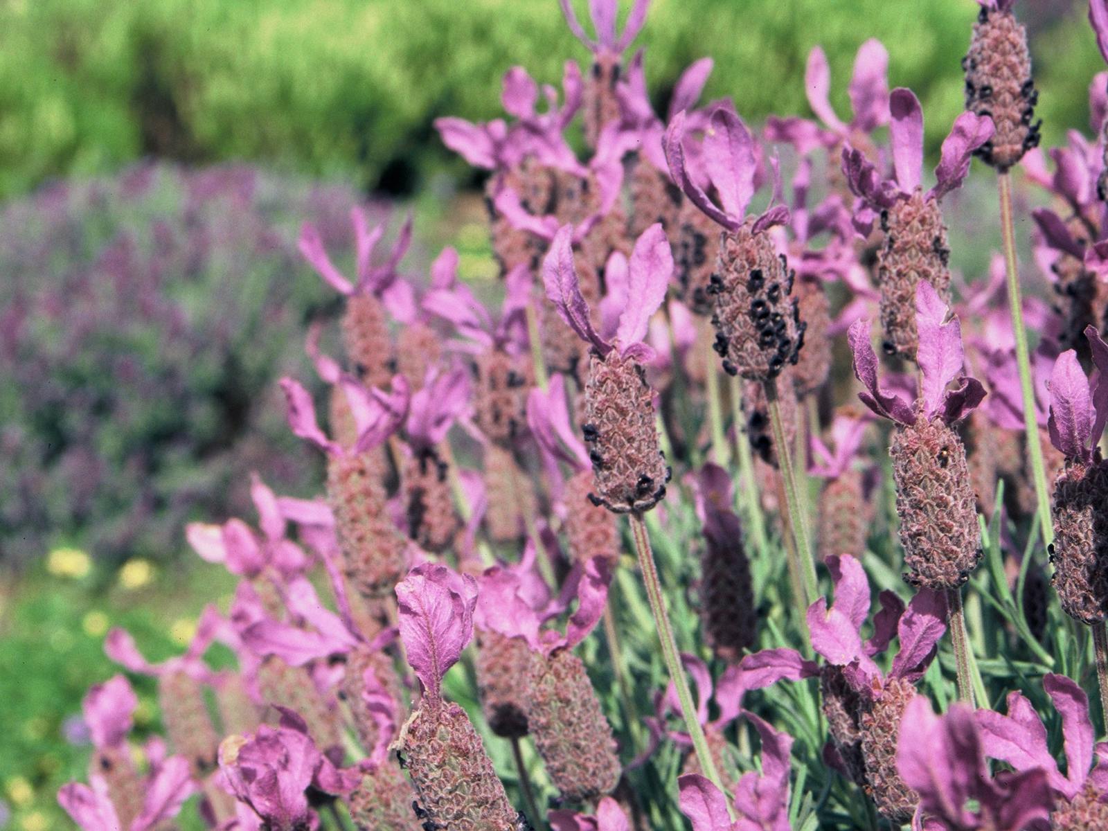 Lyndoch Lavender Farm & Cafe