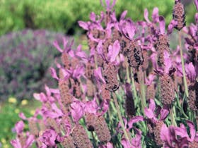 Lyndoch Lavender Farm & Cafe