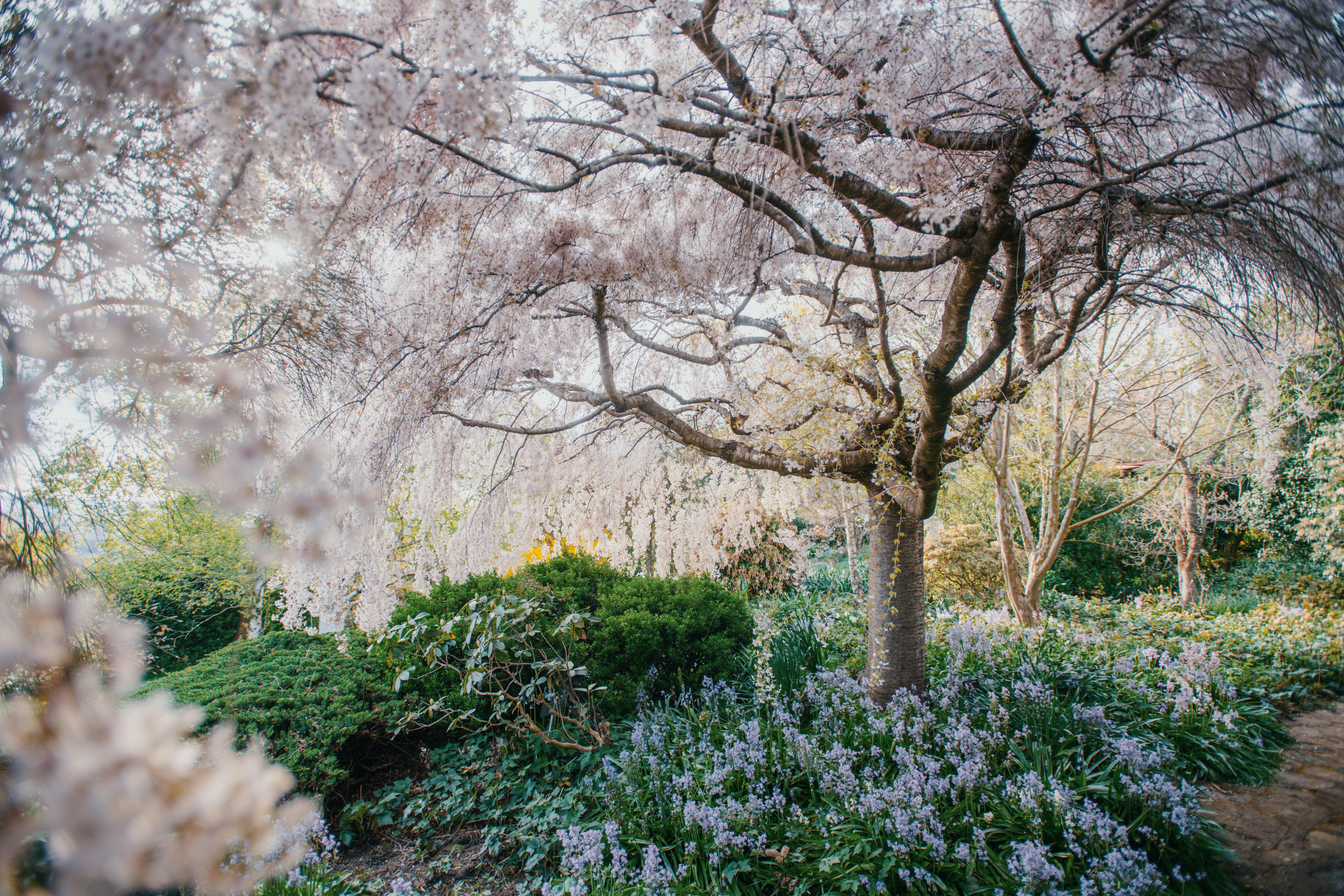 Springtime display of cherry blossoms