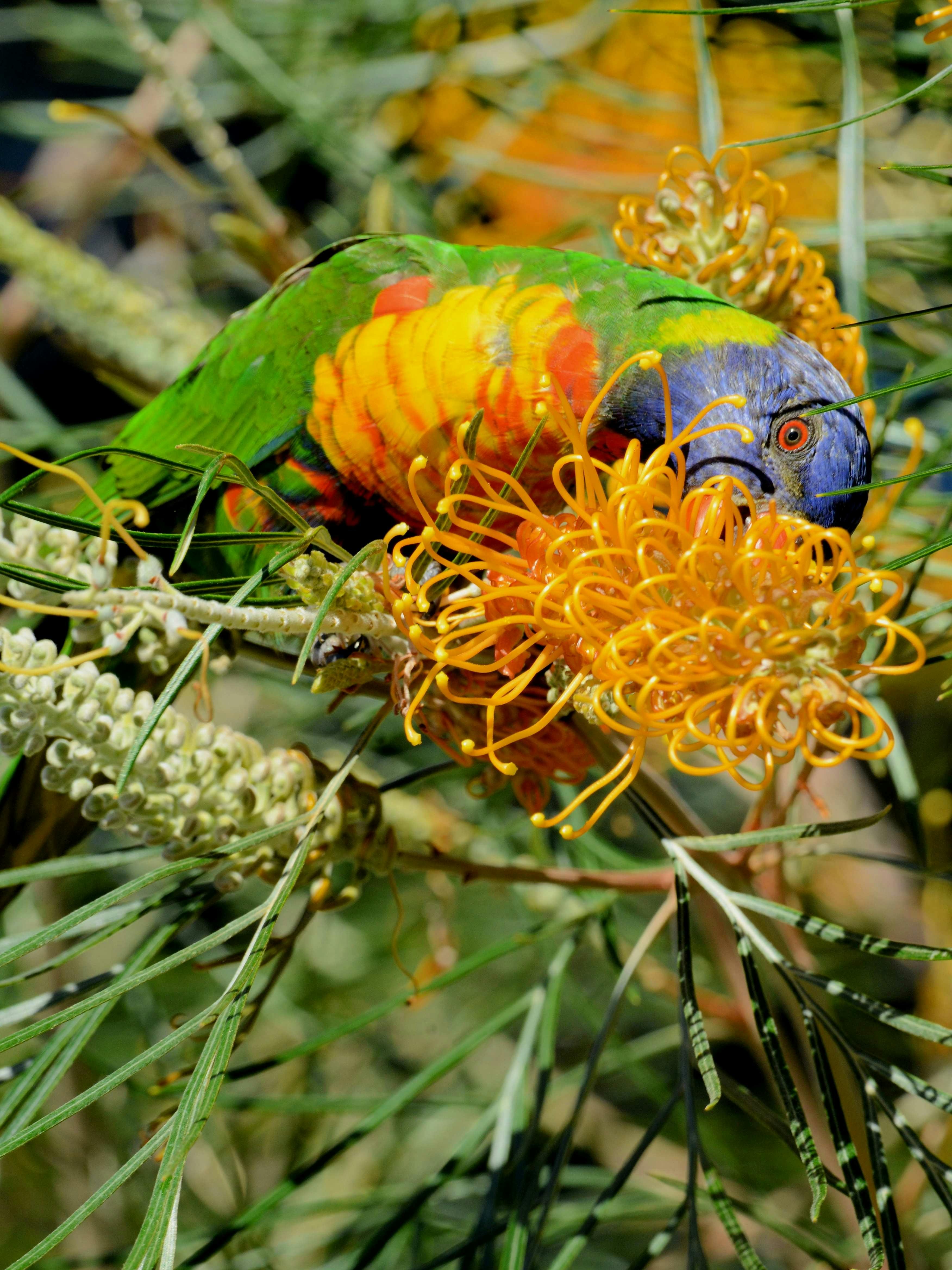 Illawarra Grevillea Park Botanic Garden