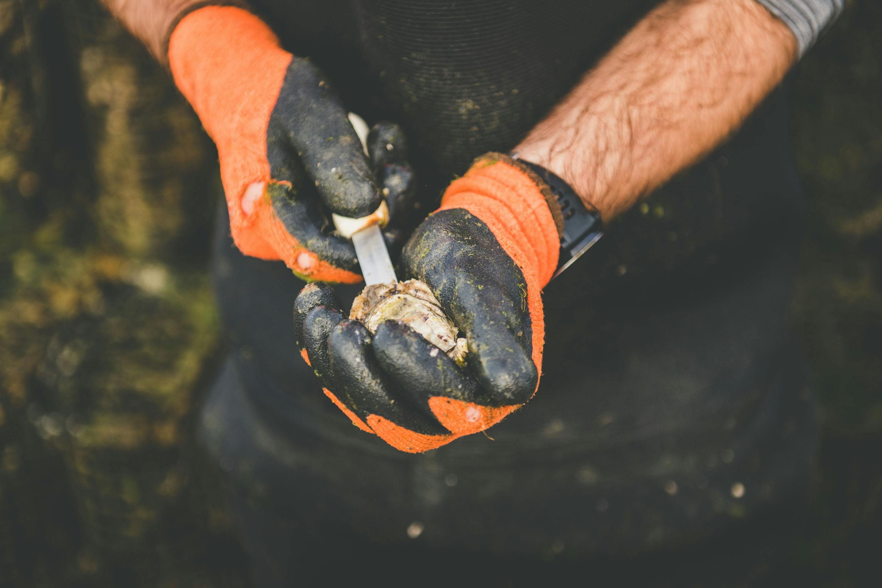 Learn how to shuck like a professional
