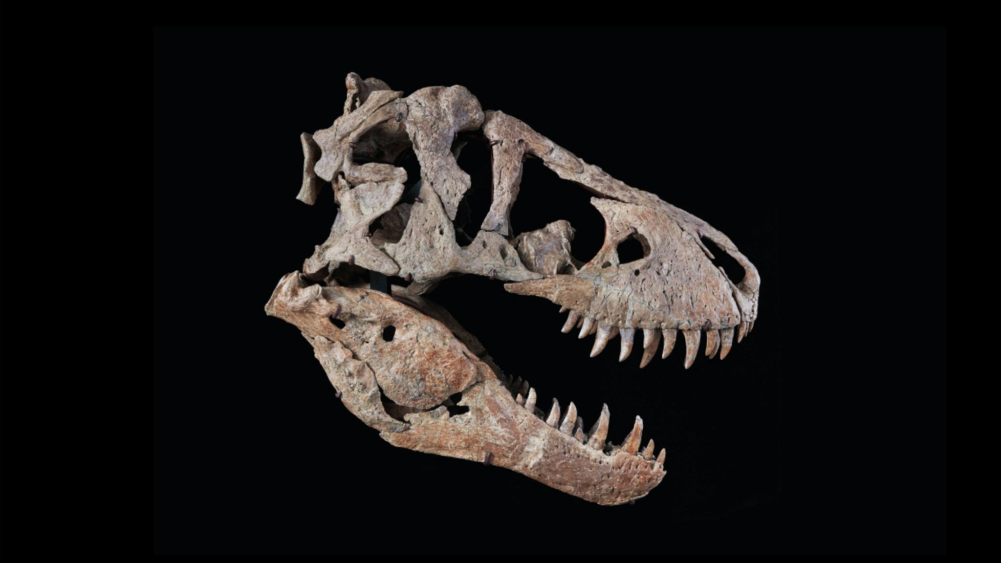 NO, I don’t carry a 7ft, 1 ton T. rex skull on the tour….however, there will be T. rex fossils NO, I don’t carry a 7ft, 1 ton T. rex skull on the tour….however, there will be T. rex fossils