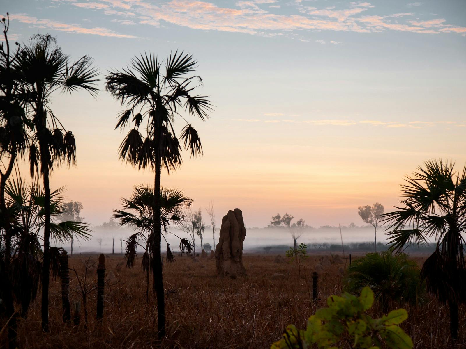 Termite mounds on sunrsie mist