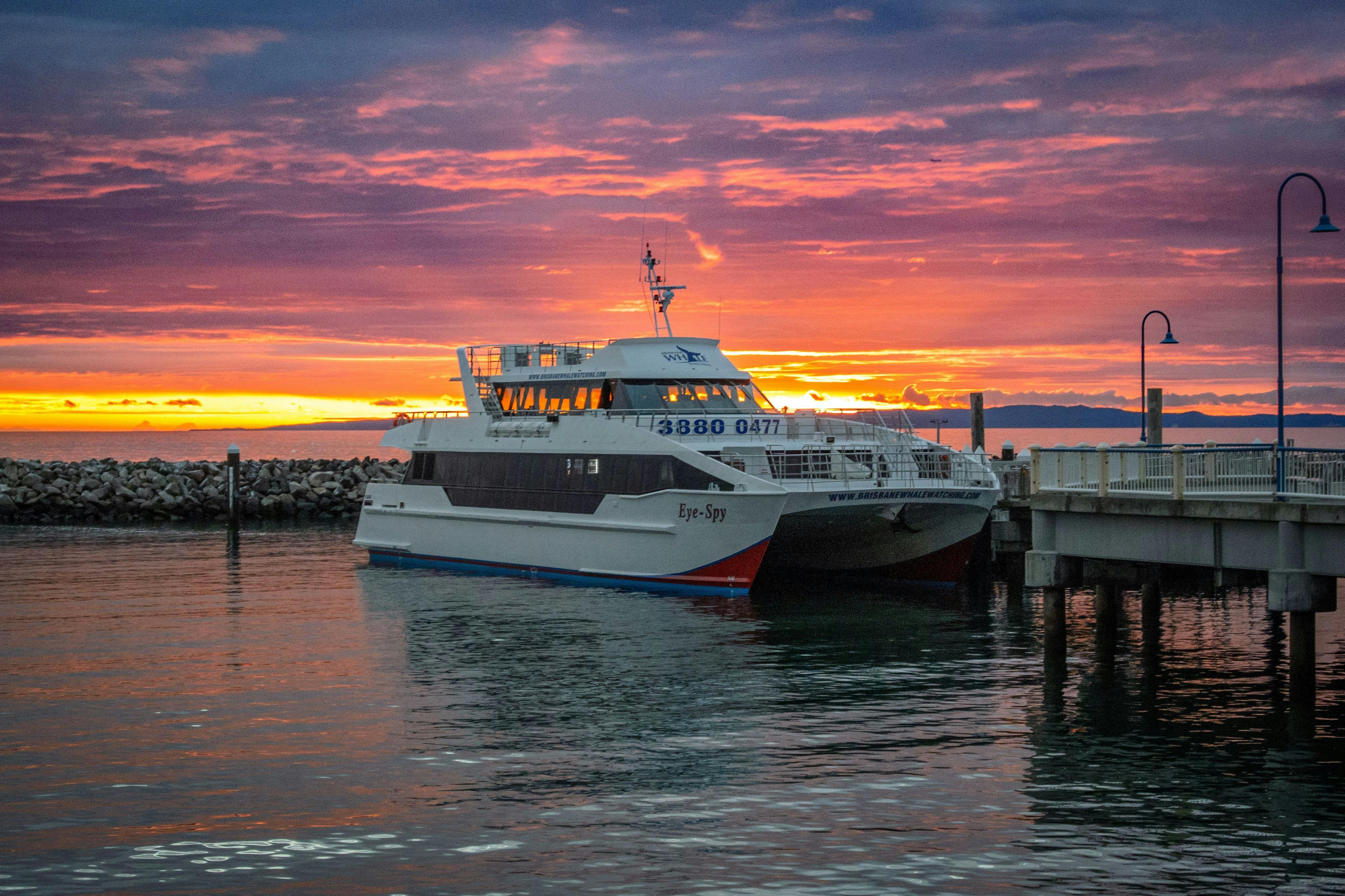 Brisbane Whale Watching