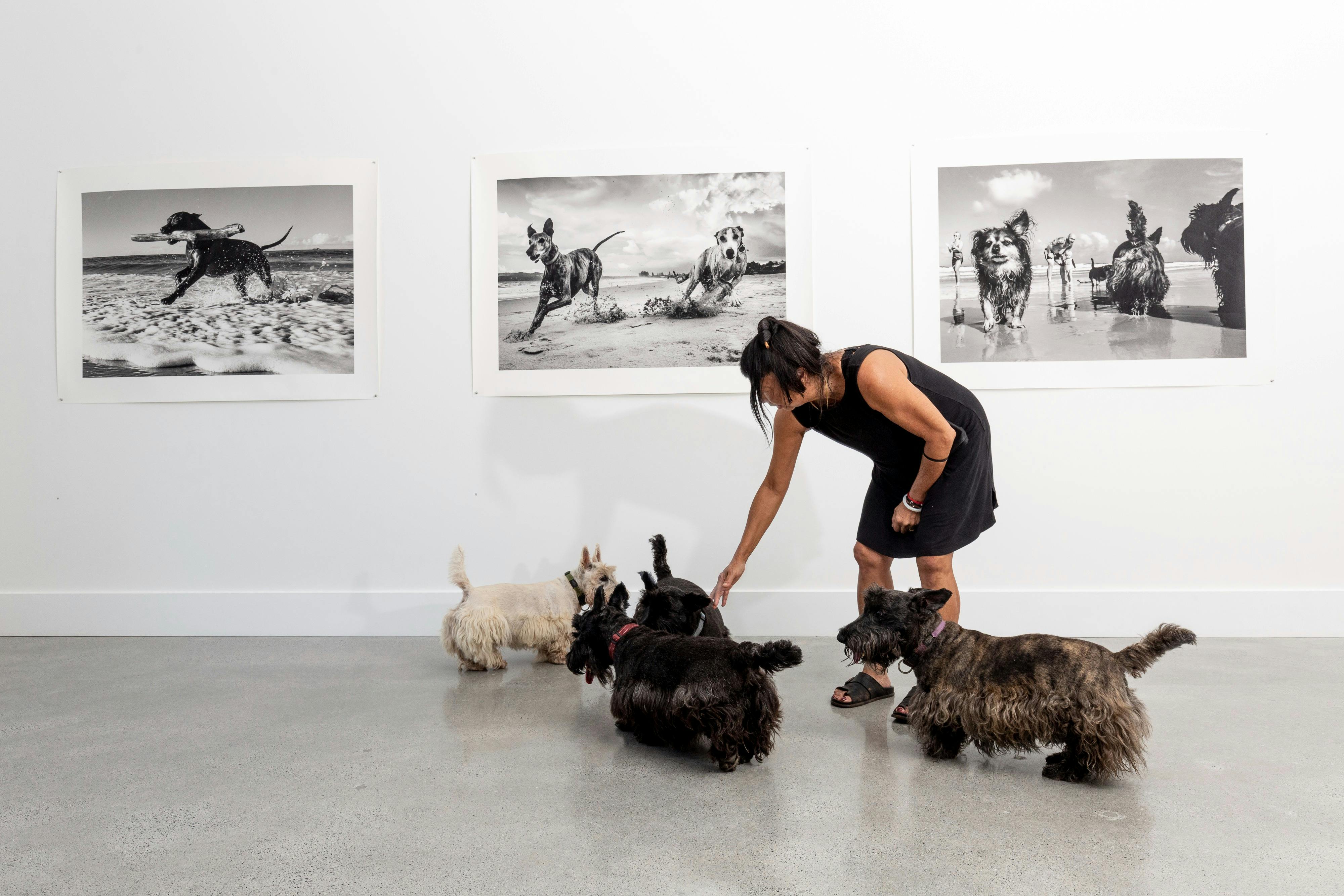 Large photos of dogs playing on the beach are on the walls, a woman and 3 dogs are in the gallery