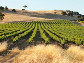 Award winning Semillon Block up the back of the vineyard