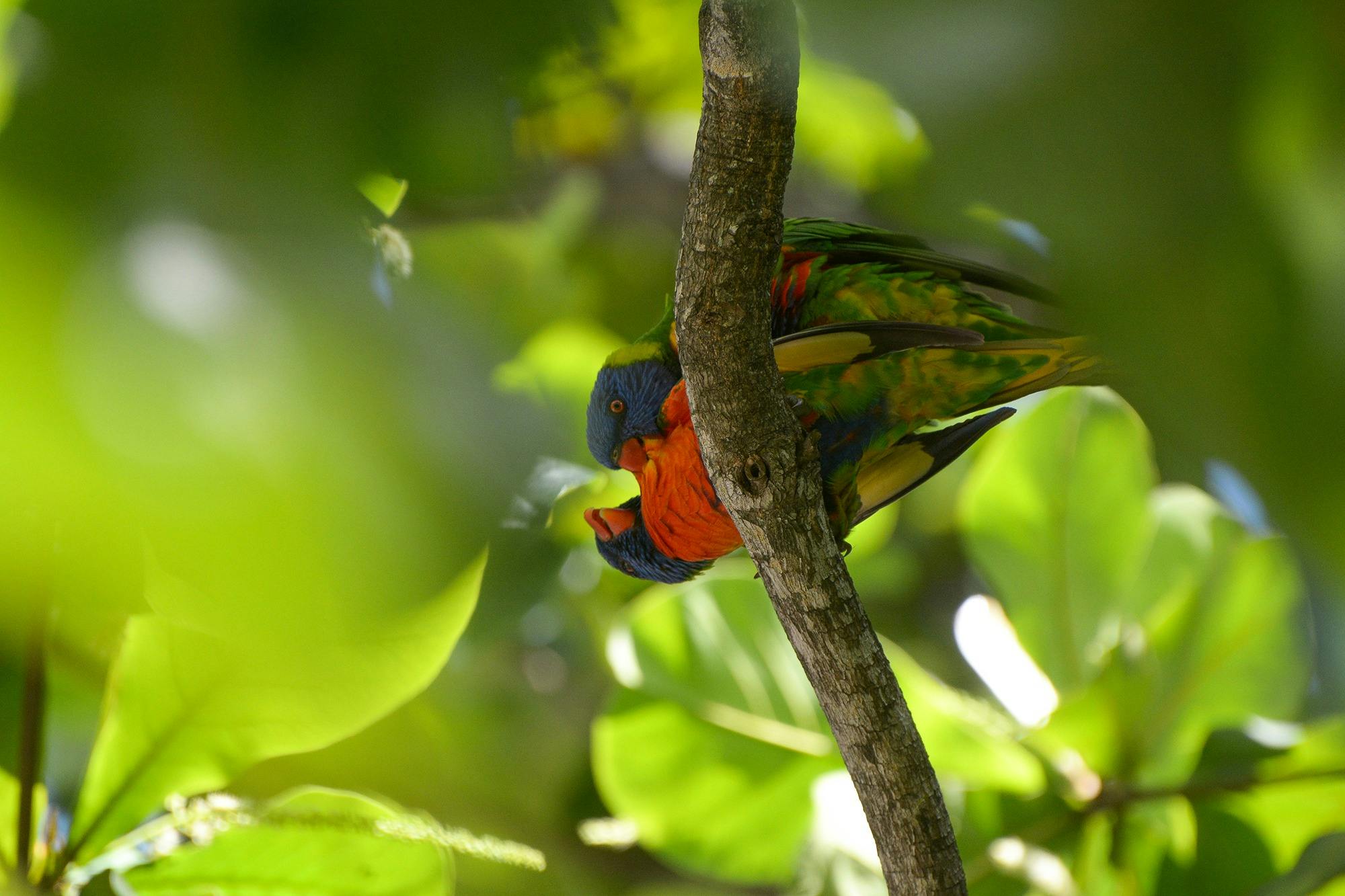 Bird