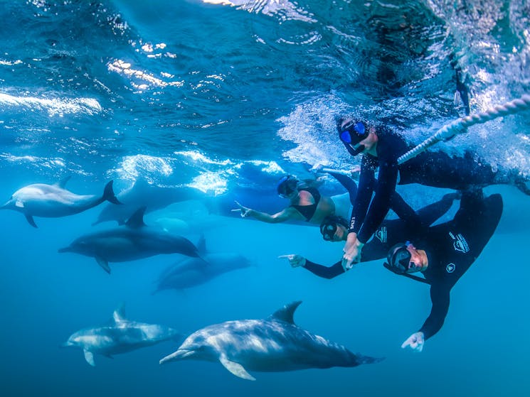 Dolphin Swim Australia