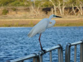 Egret resting on the jetty railing during an afternoon at Groper Creek.