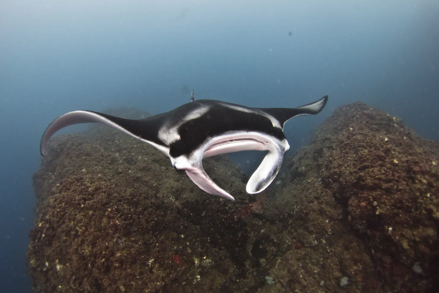 manta season May-July