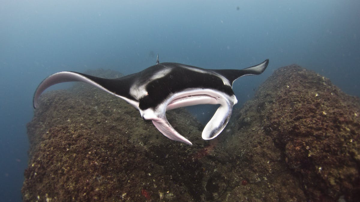 manta season May-July