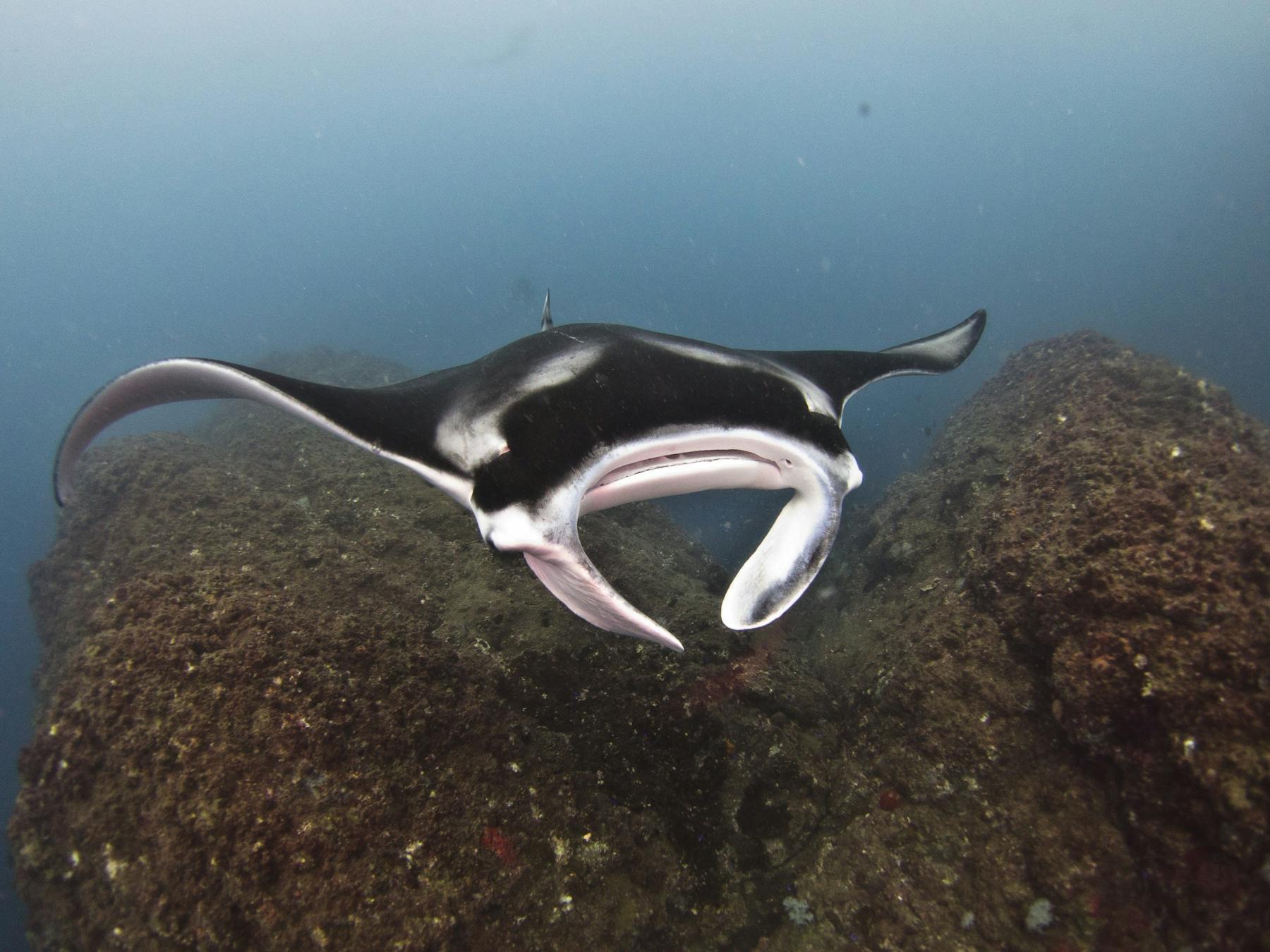 manta season May-July