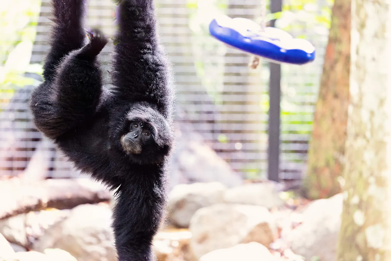 Siamang