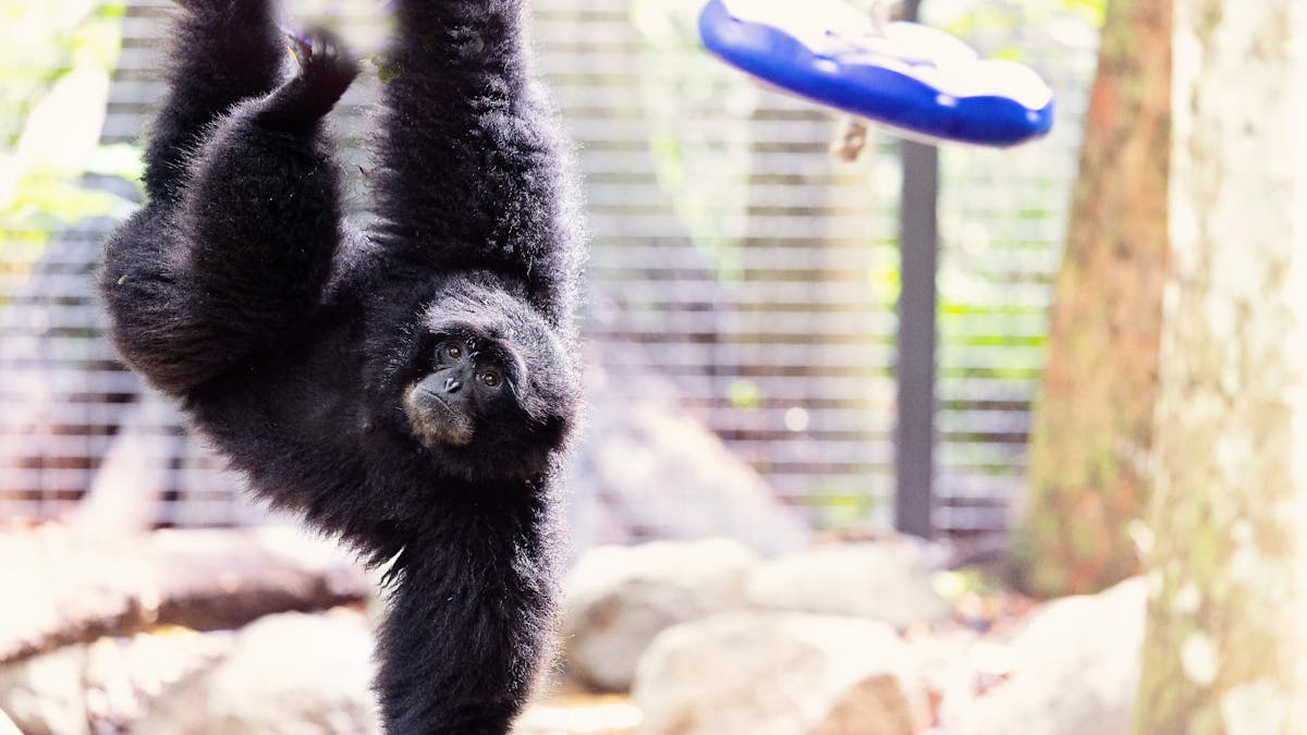 Siamang
