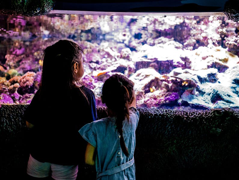 Image of the event 'Colourful Creatures'