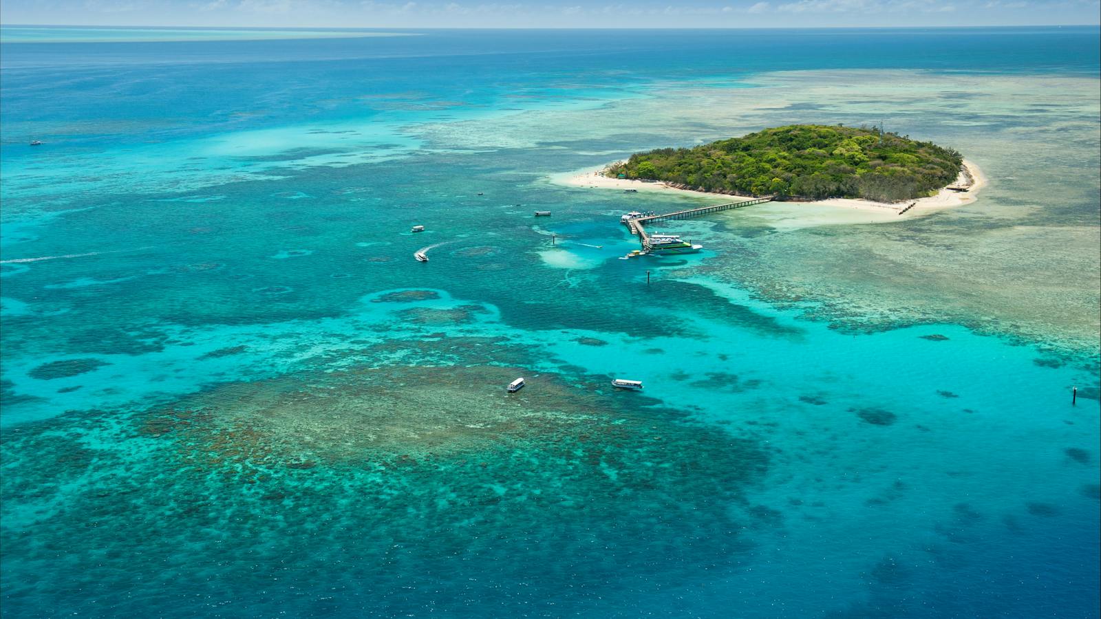 Half Day Reef Tours