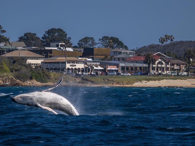 Whale in Horshoe Bay Beach, Bermagui NSW, Sapphire Coast