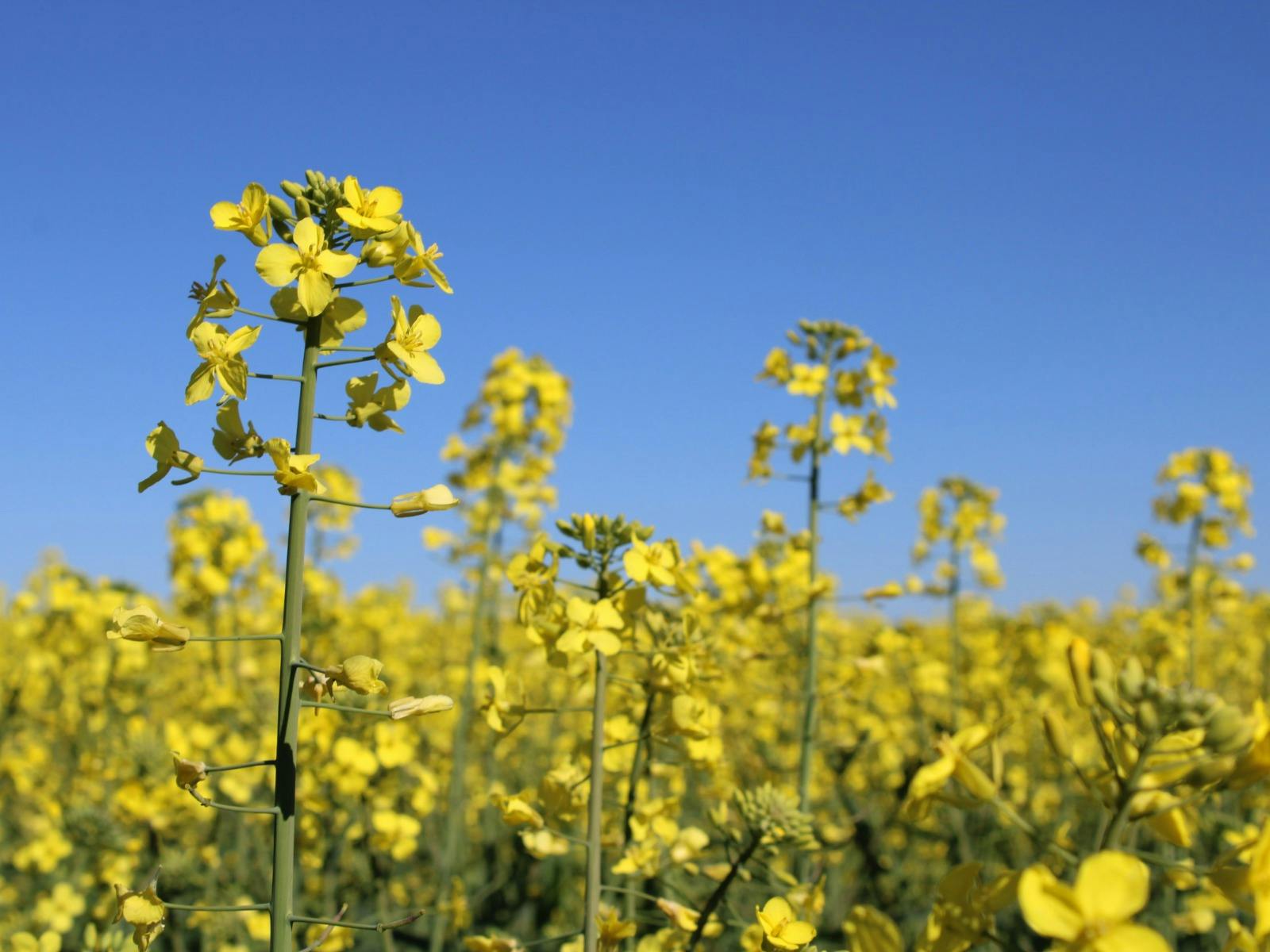 Cowra Self Drive Canola Trail