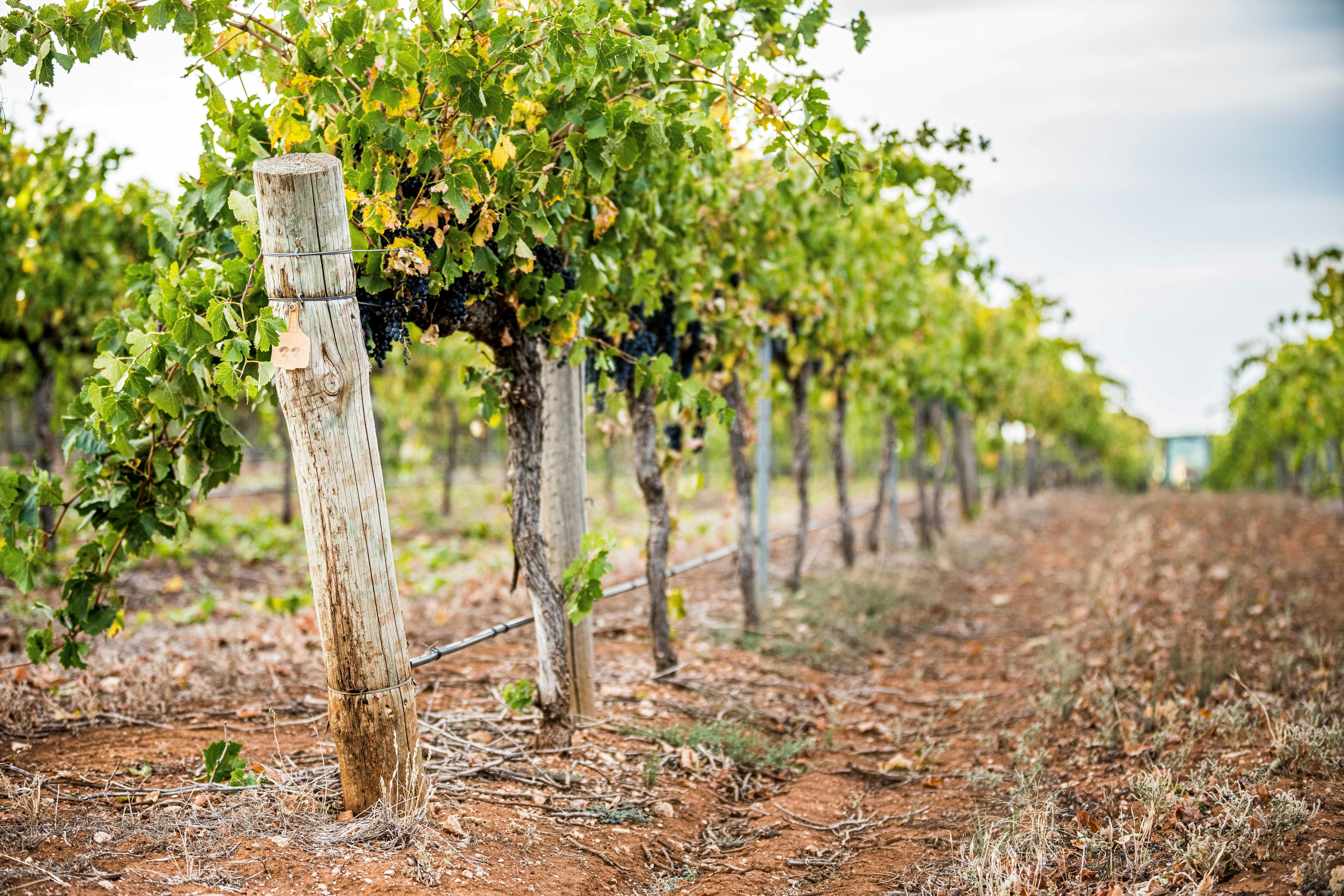 Paint the Vines - Taste the Riesling