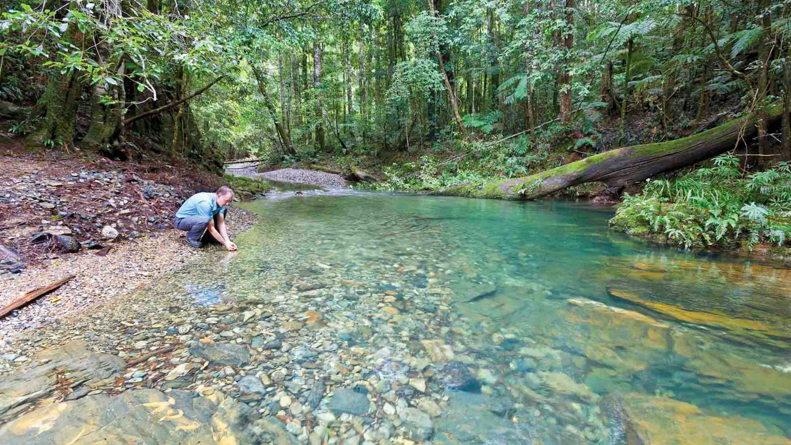 Rosewood Creek Walking Track