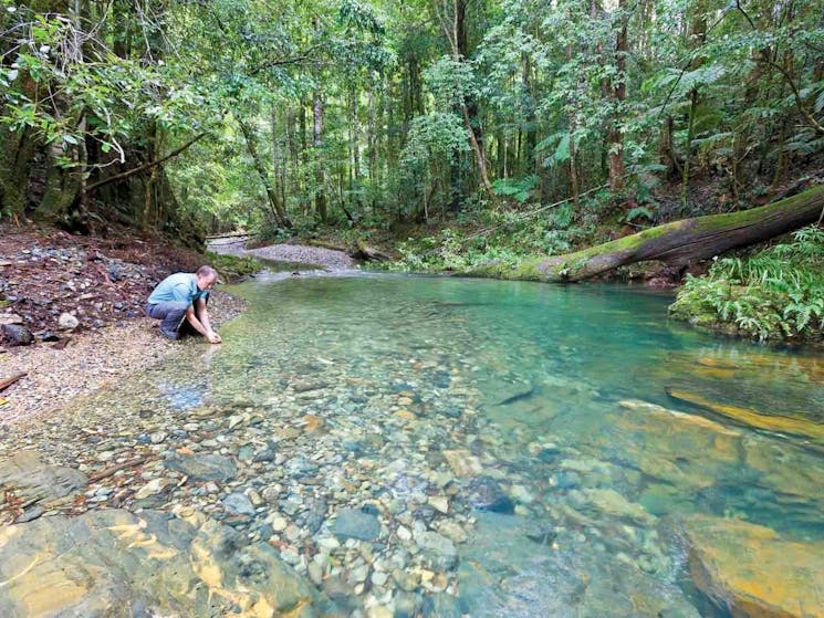 Rosewood Creek walking track, Dorrigo National Park. Photo: Rob Cleary