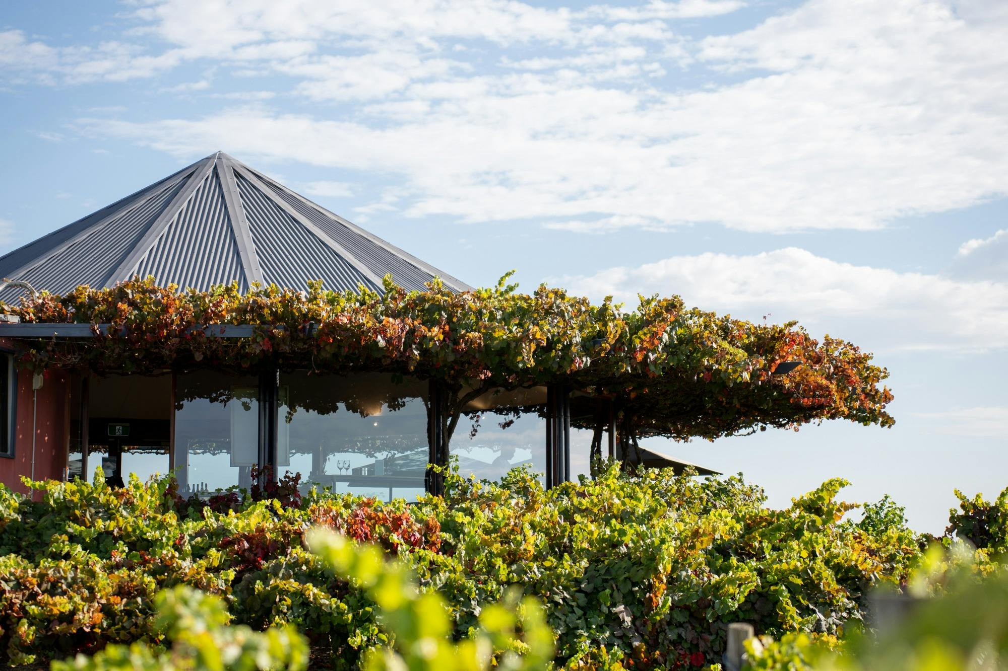 Grenache & Gourmet: The Grenache Disruption