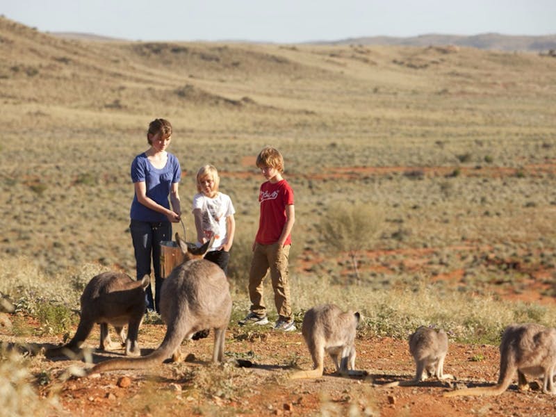 The Living Desert And Sculptures | Broken Hill Attraction