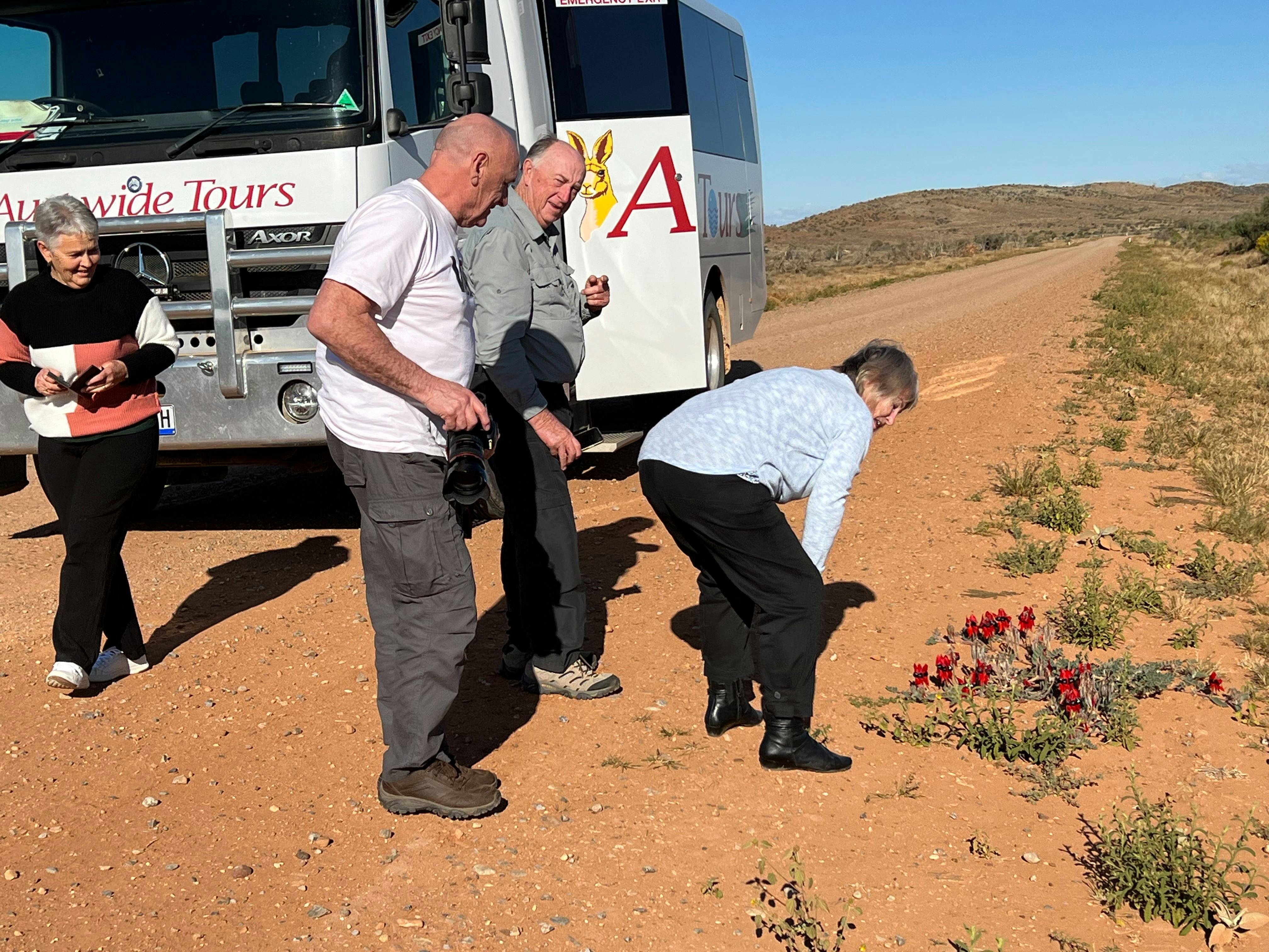 Sturt desert Pea