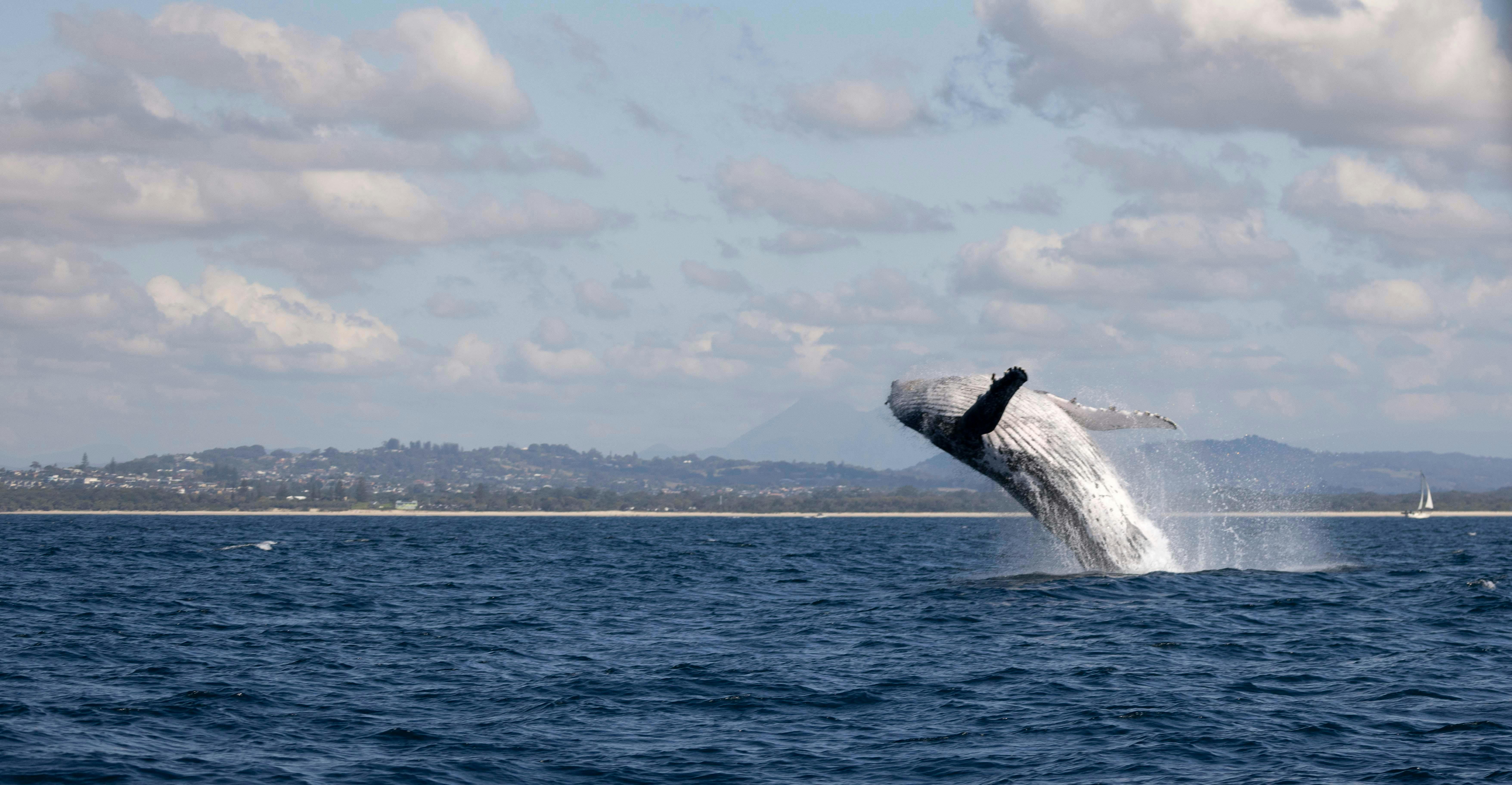 A humpback whale breaches off the coast of Byron Bay