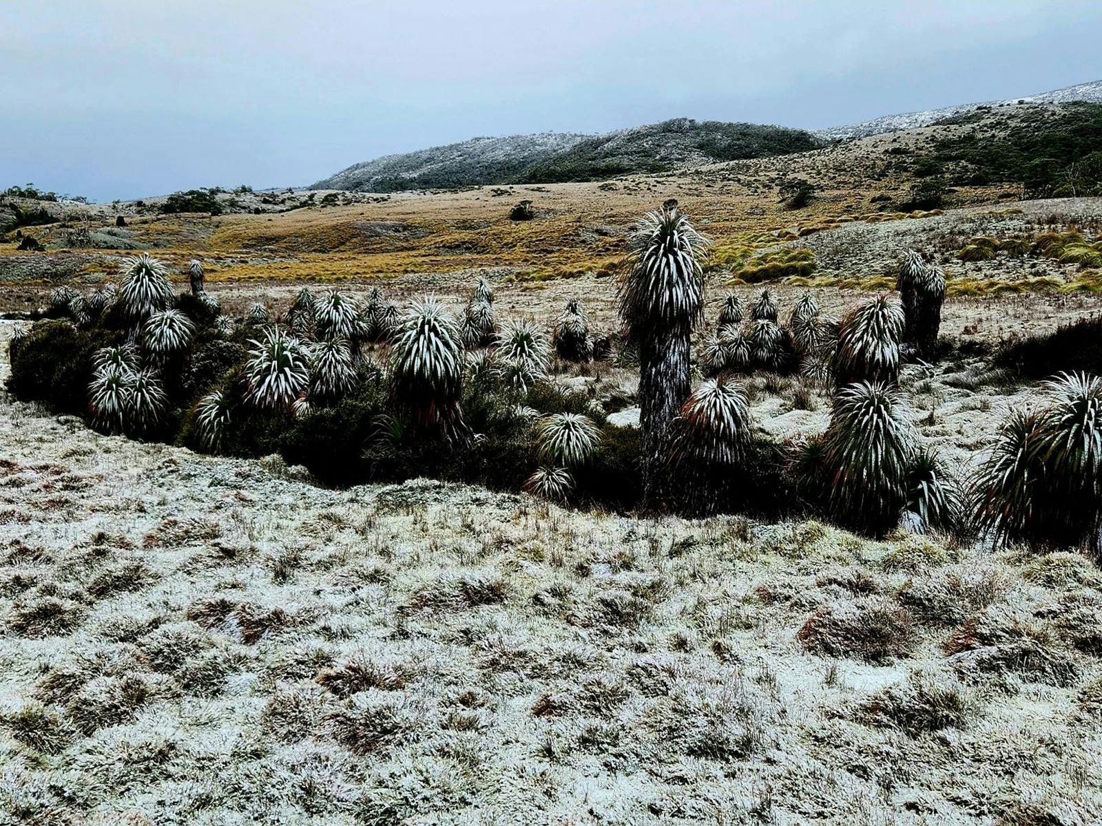 Snow covered shrubs with mountains behind