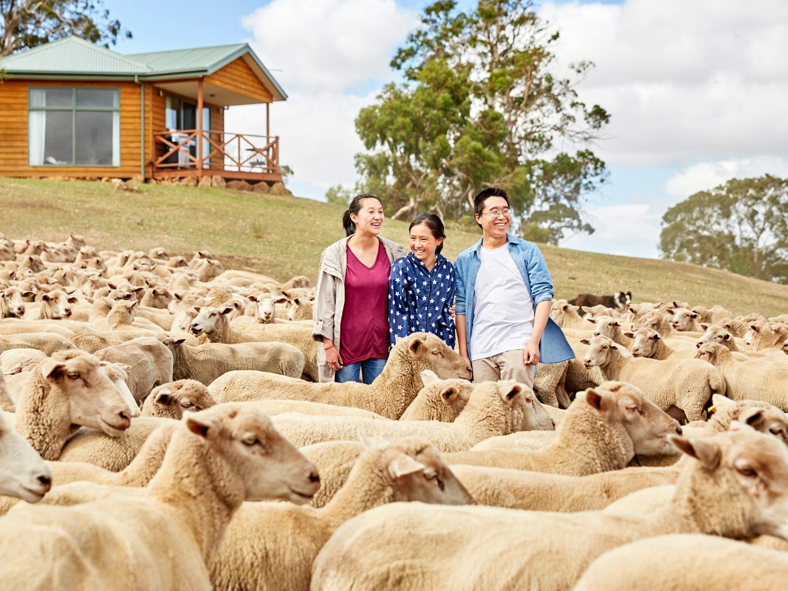 Witness a sheep muster and farm tour at Curringa Farm