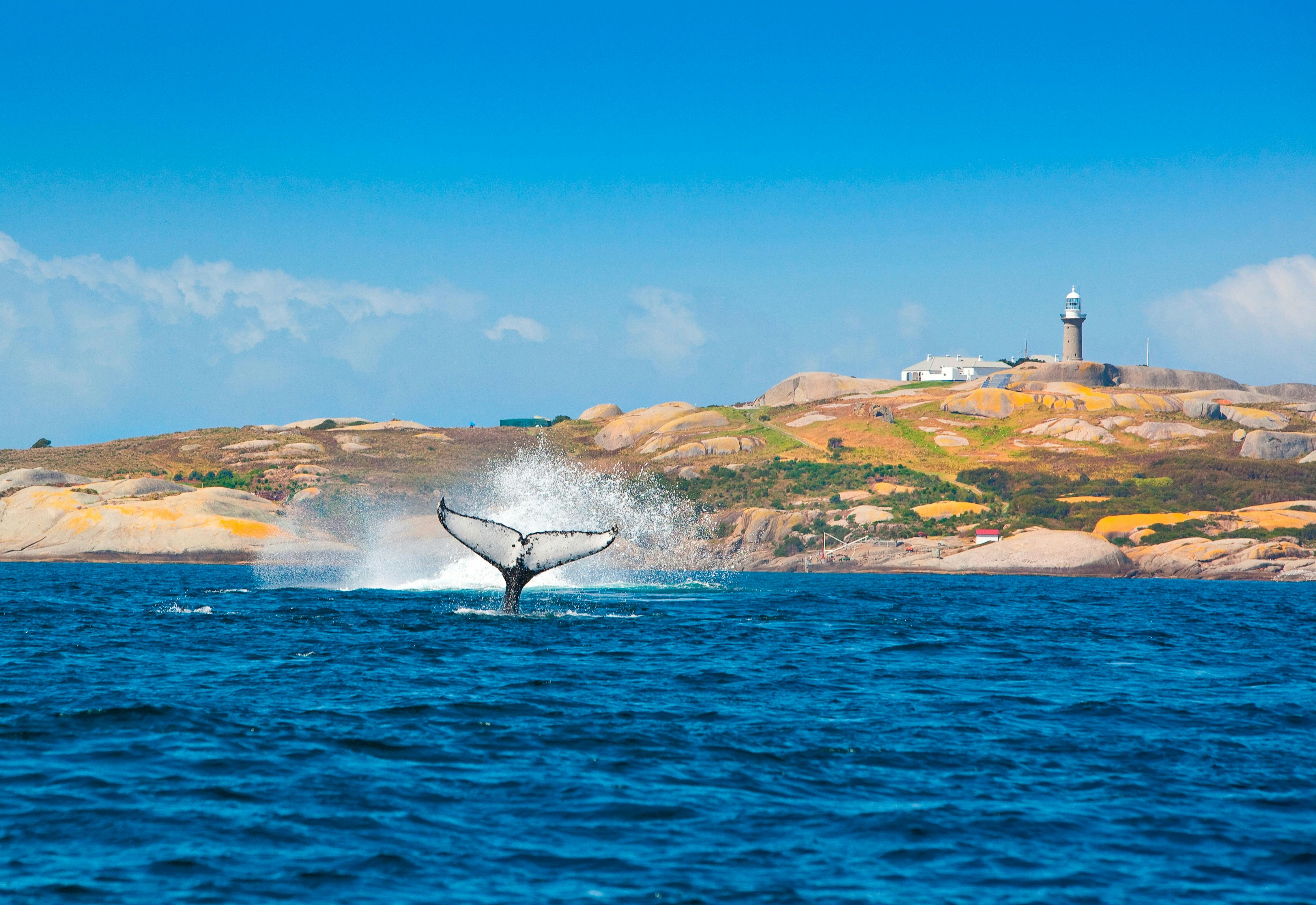 Whale Watching and Montague Island Afternoon Tour
