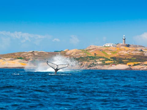 Whale Watching and Montague Island Afternoon Tour