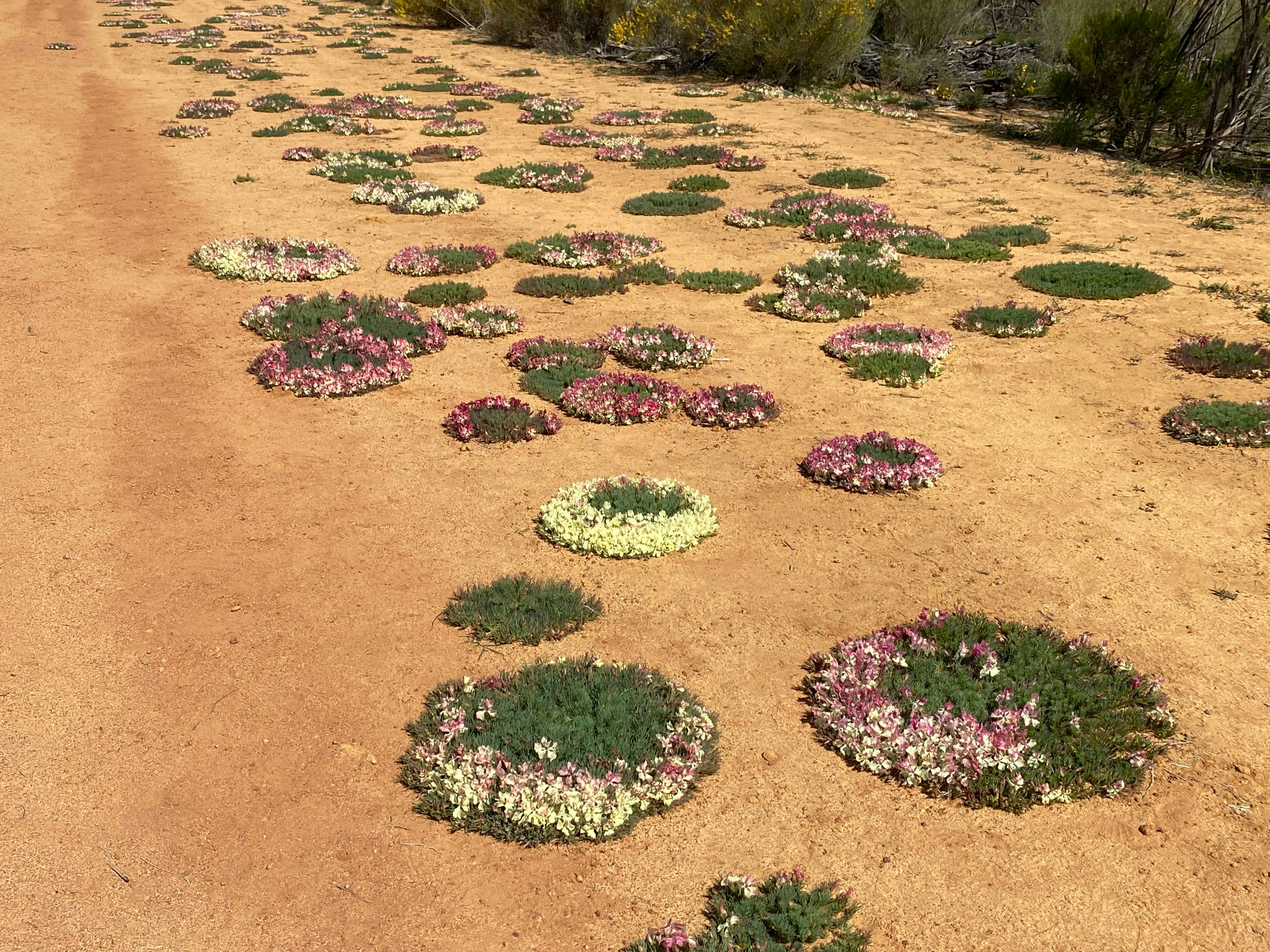 wreath flower tours