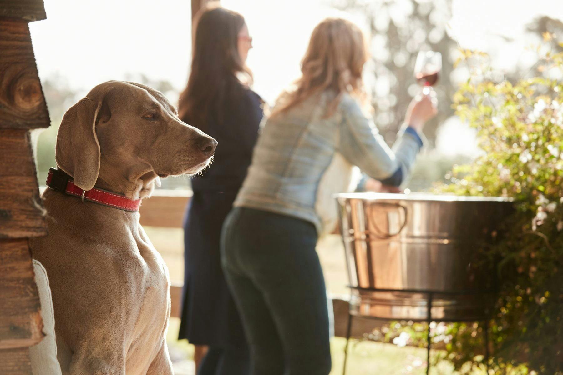 Clayfield Wines