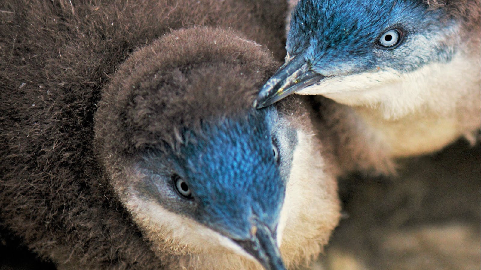 Bicheno Penguin Tours