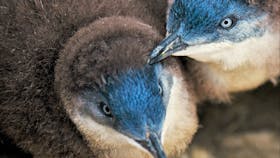 Chicks changing into blue adult feathers