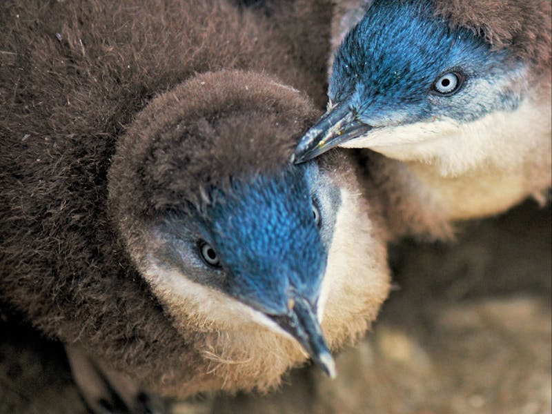 Chicks changing into blue adult feathers