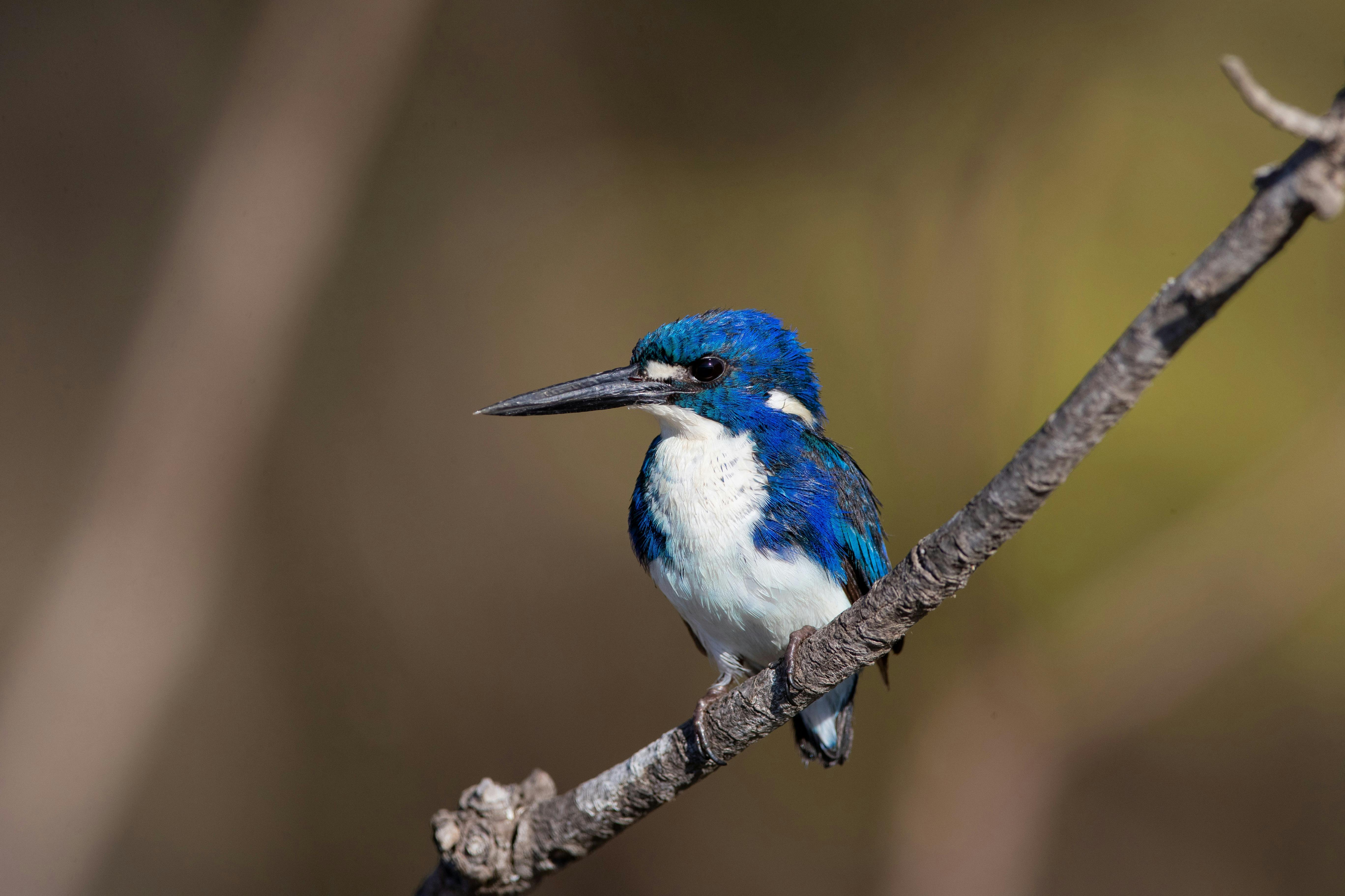Private birdwatching, photography and landscape tours
