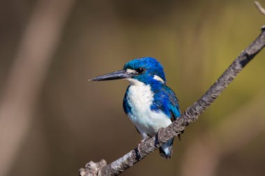 Private birdwatching, photography and landscape tours