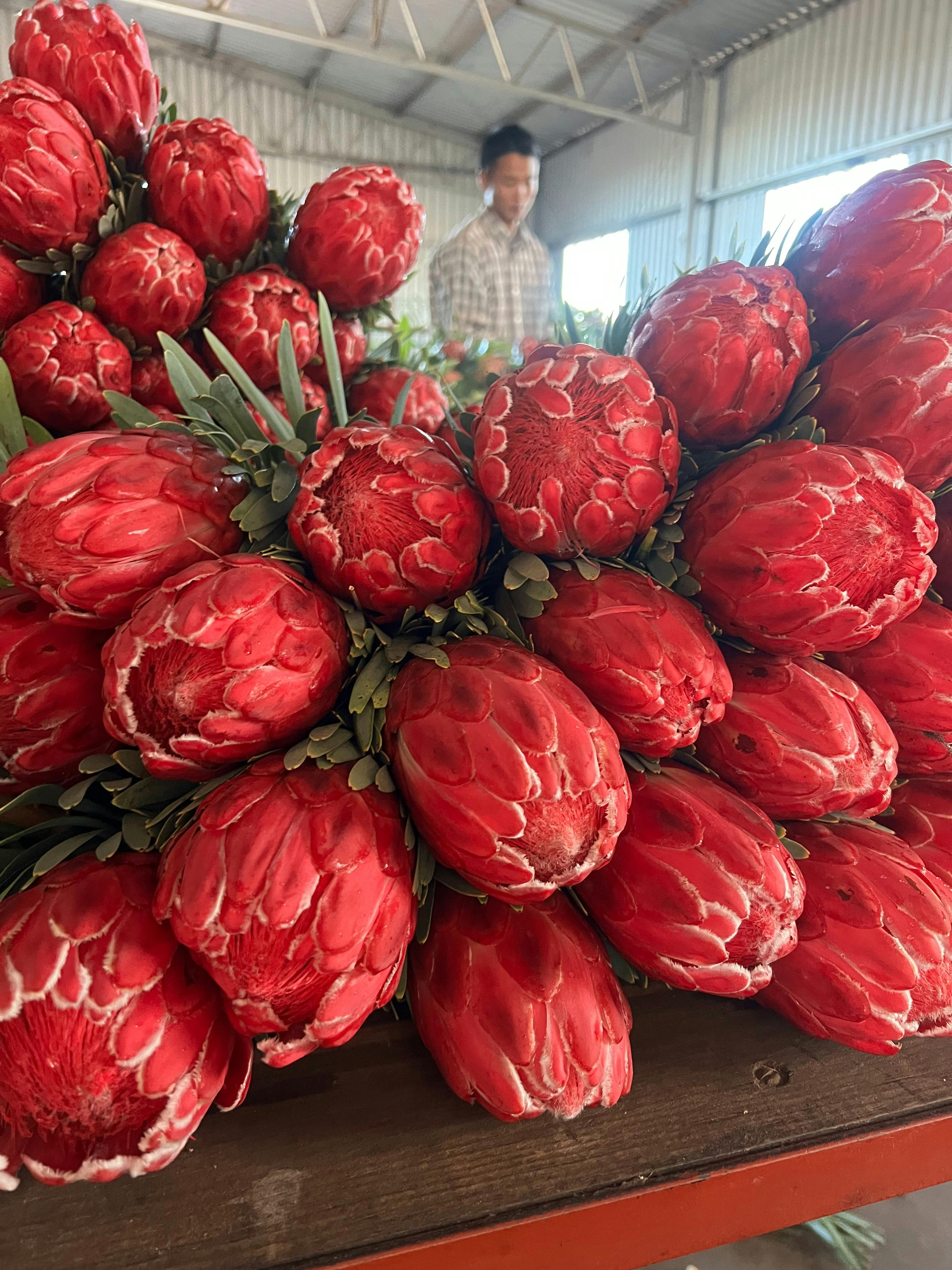 Yelverton Protea Farm