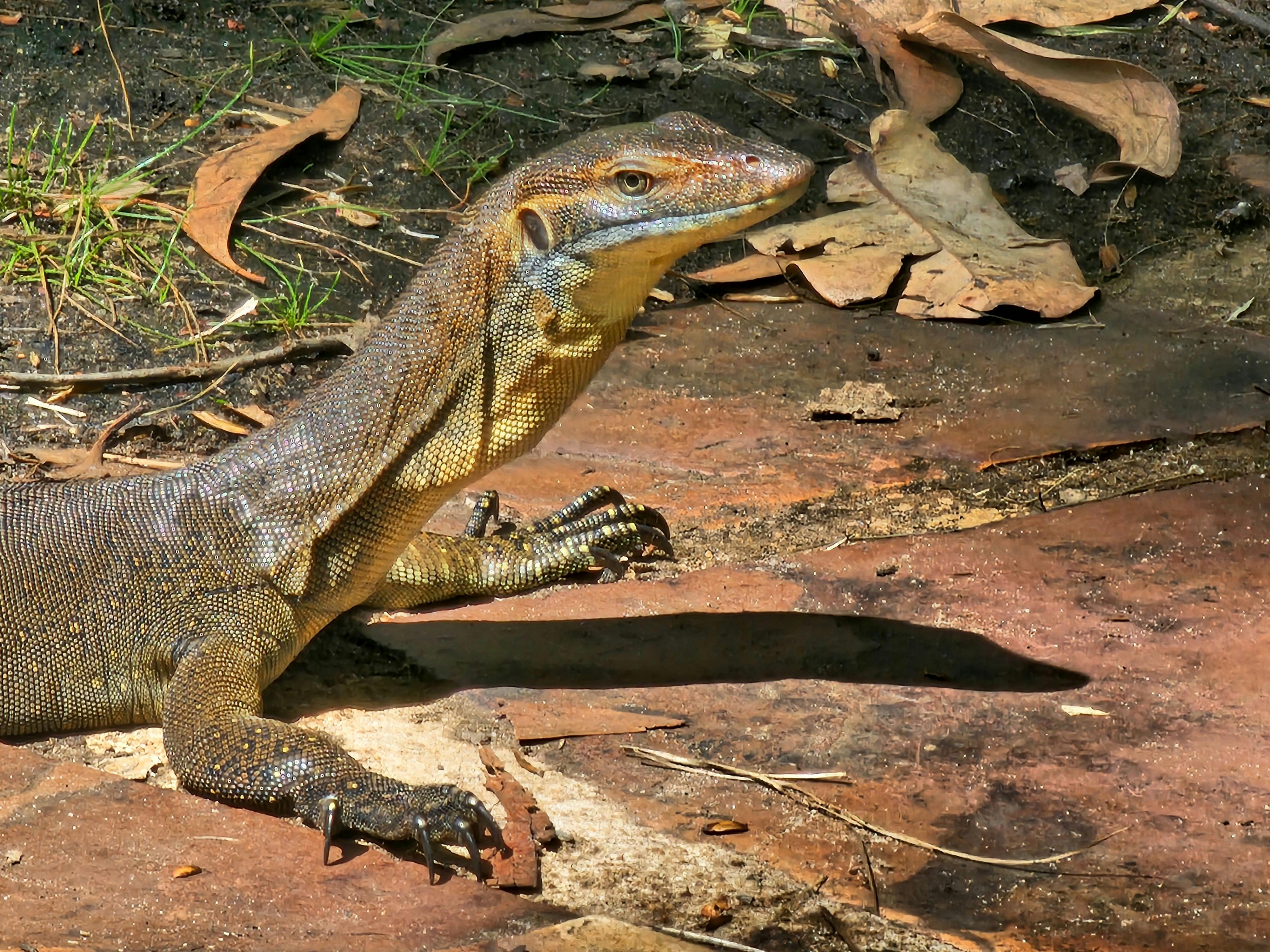 Water monitor