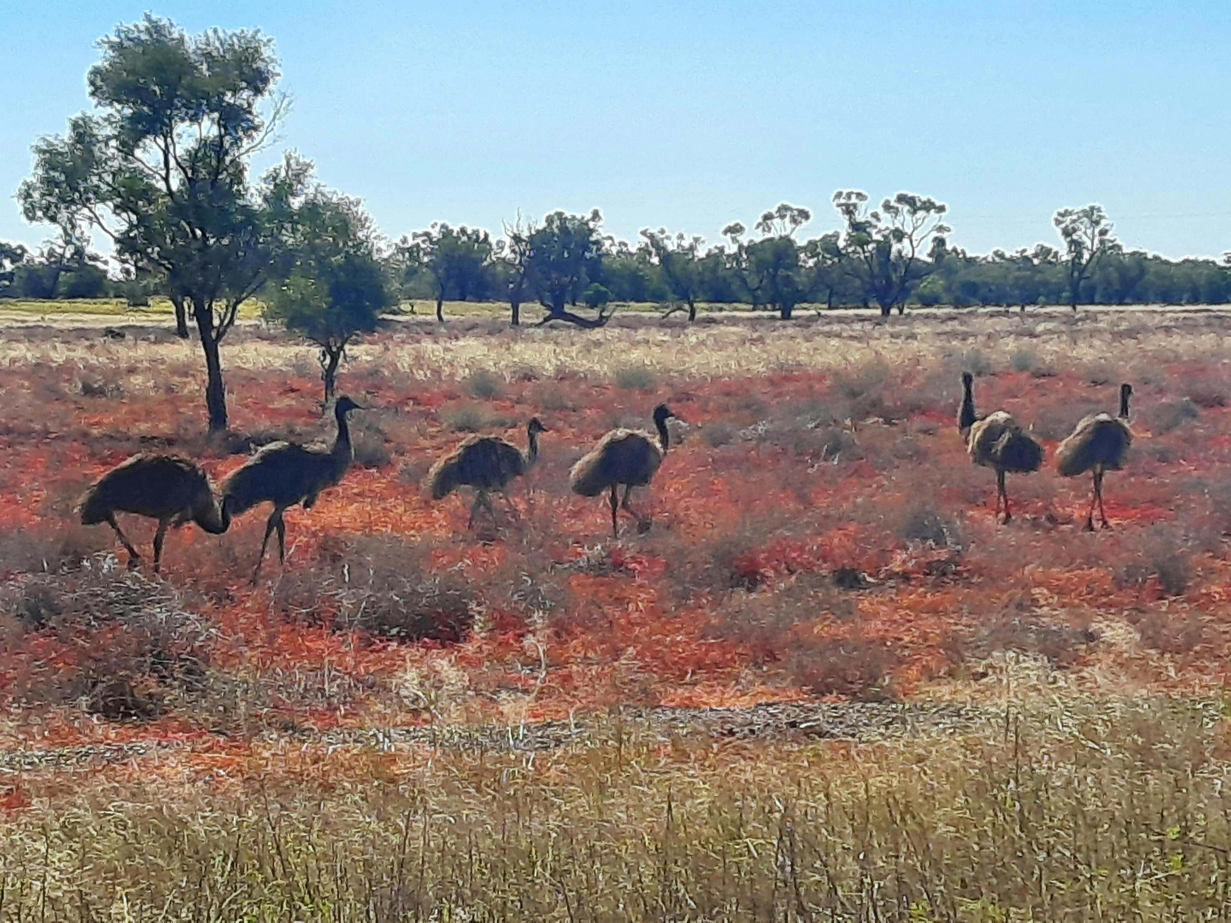 Emus at Paddabilla
