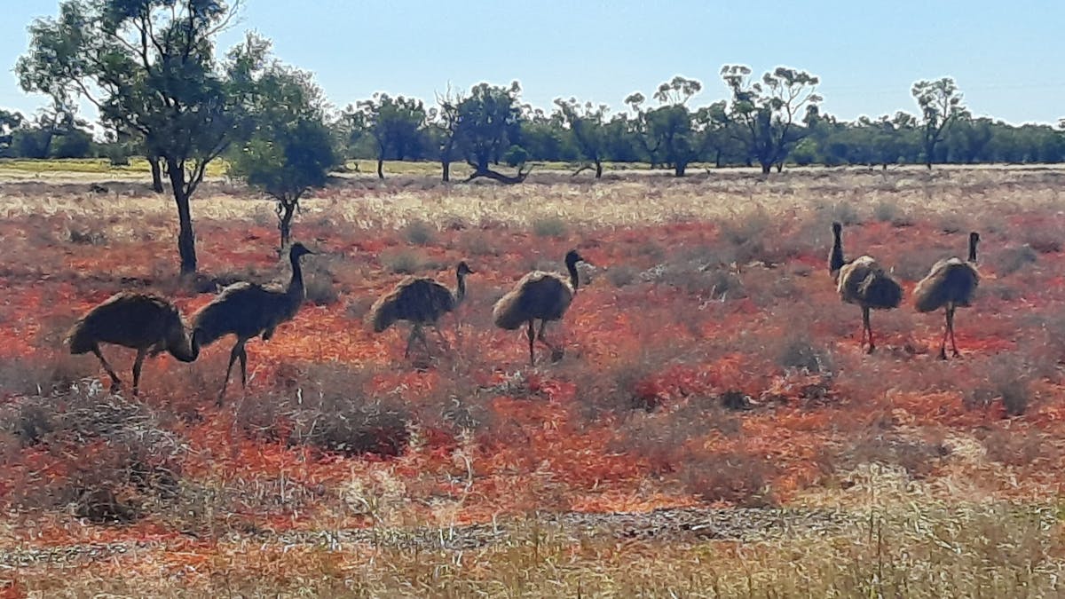 Emus at Paddabilla Emus at Paddabilla