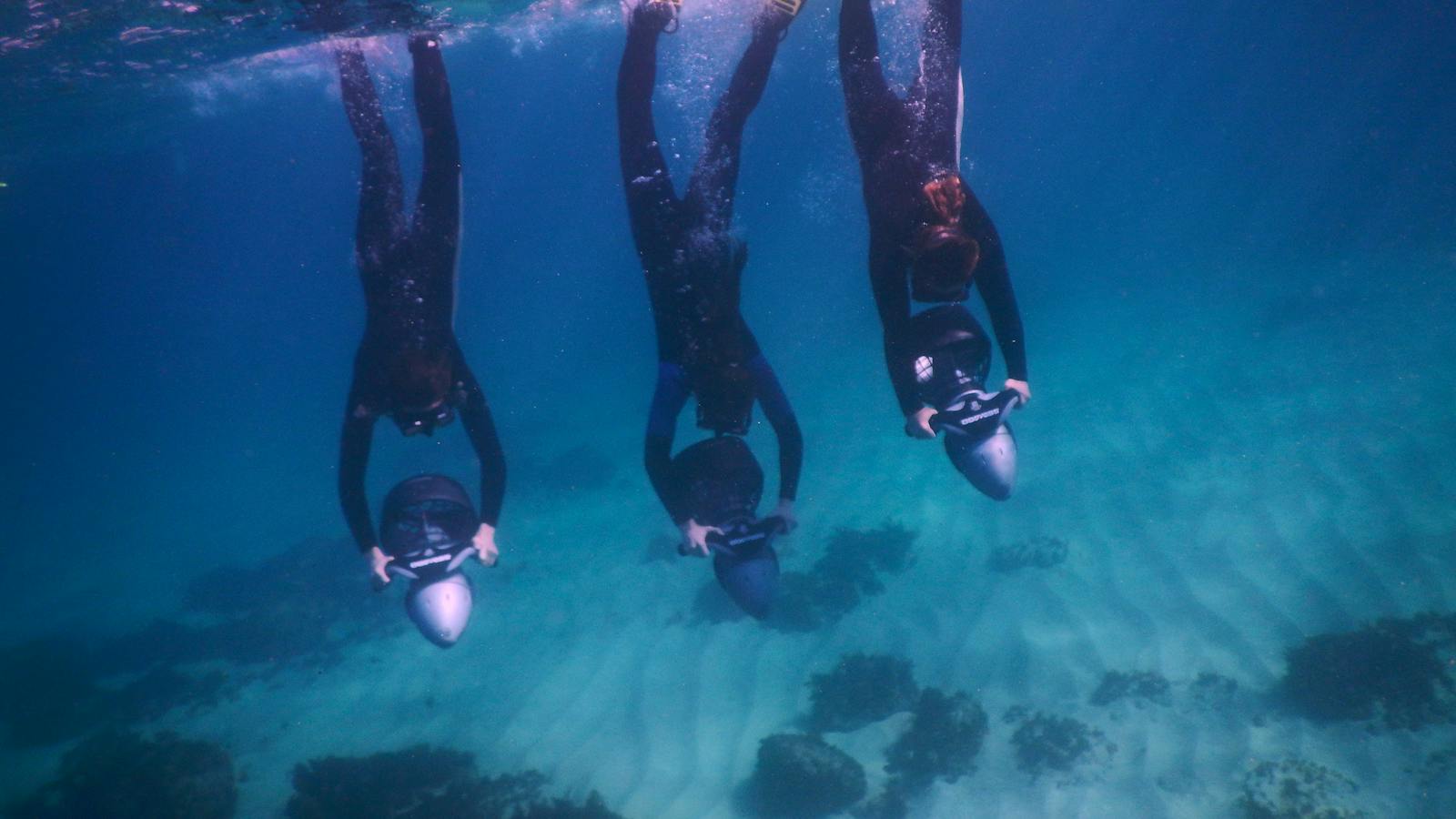 Dive into Sydney's underwater world.