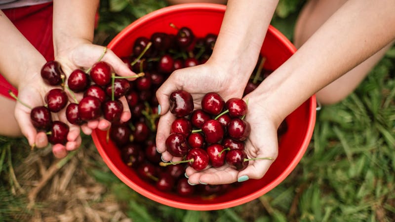 Image for Cherry Picking Experience and Lunch