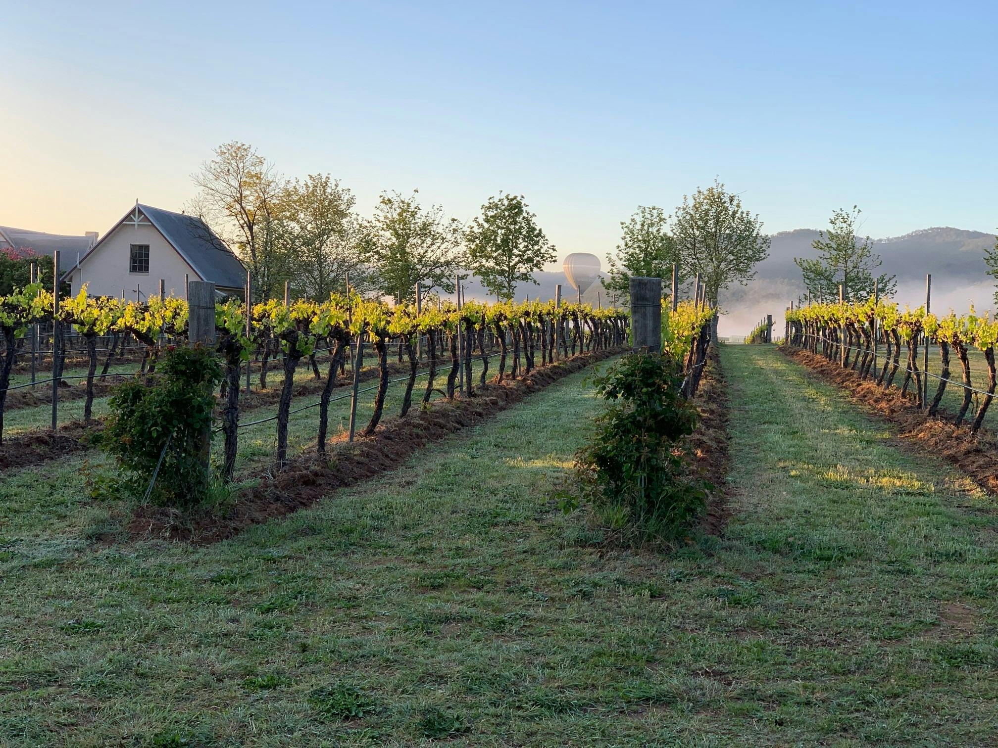Monardo Estate Vineyard