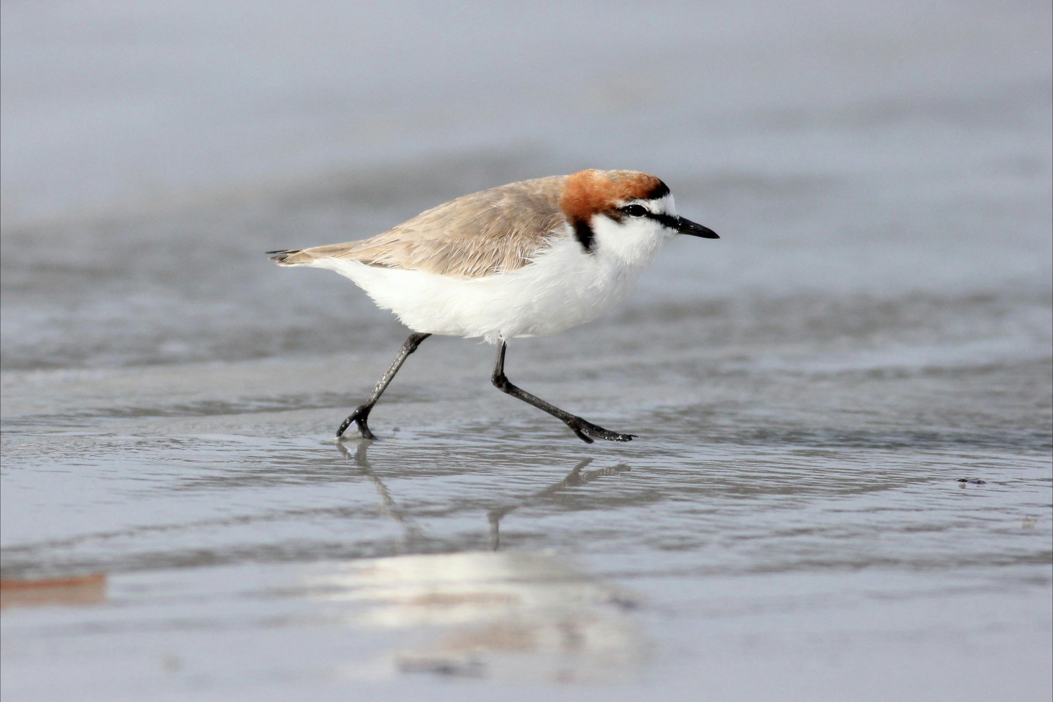 Adelaide International Bird Sanctuary National Park - Winaityinaityi Pangkara