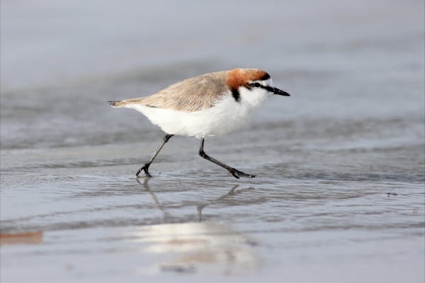 Adelaide International Bird Sanctuary National Park - Winaityinaityi Pangkara