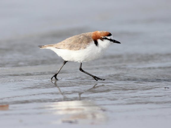 Adelaide International Bird Sanctuary National Park - Winaityinaityi Pangkara